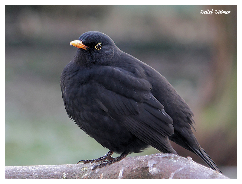 Amsel