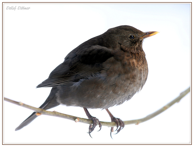 Amsel