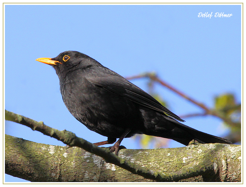 Amsel