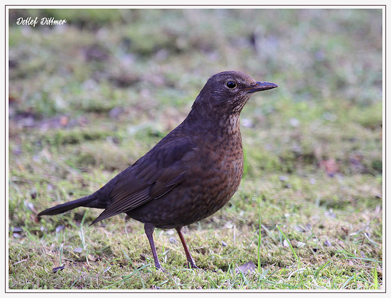 Amsel