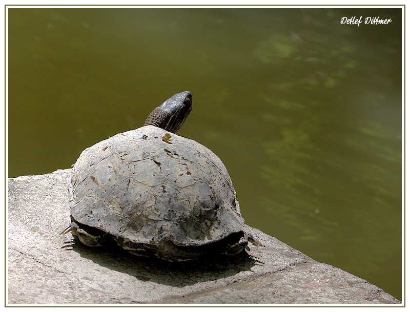 Ostmediterrane Bachschildkrte