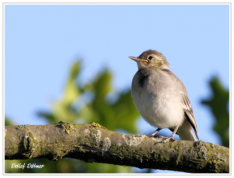 Bachstelze (Jungvogel)