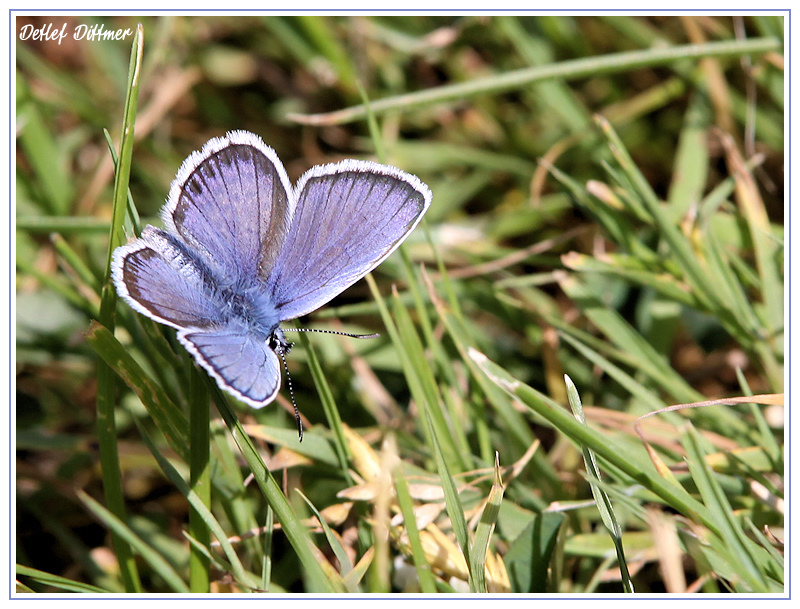 Ginster-Bluling