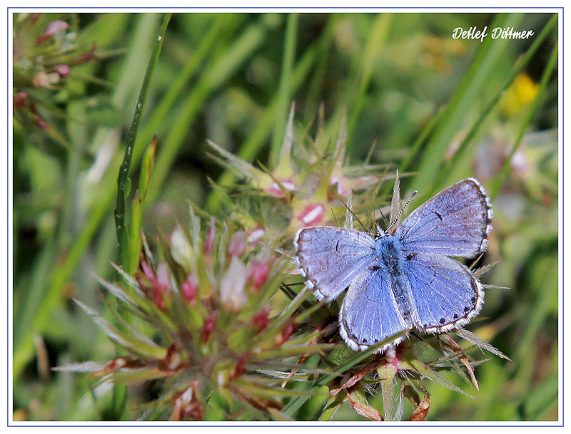 Silbergrner Bluling