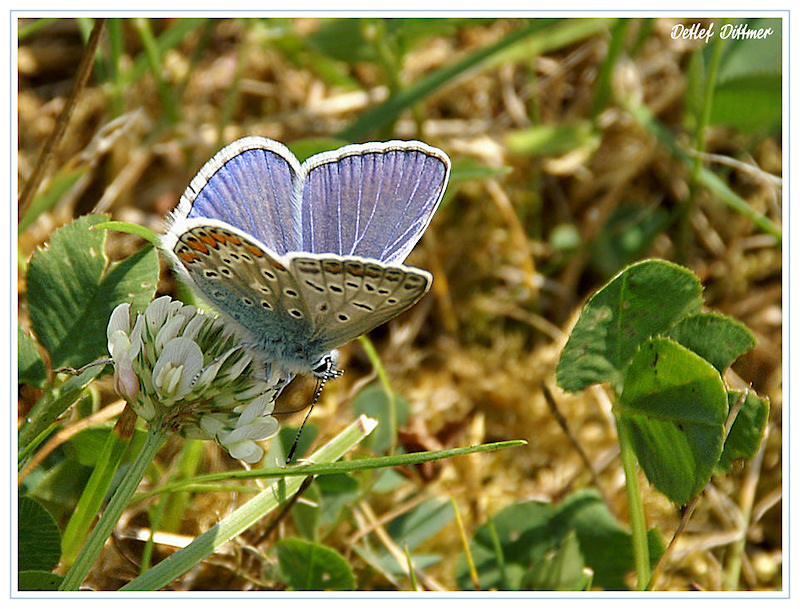 Hauhechel Bluling