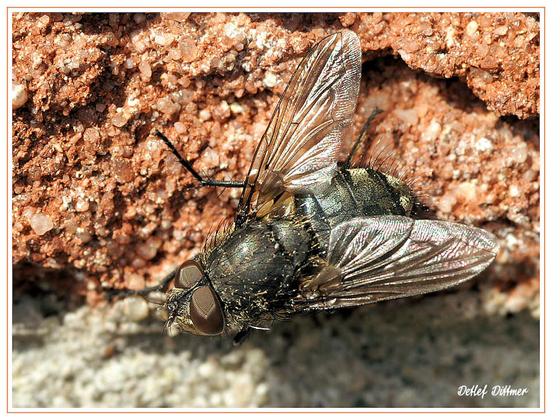 Blaue Schmeissfliege