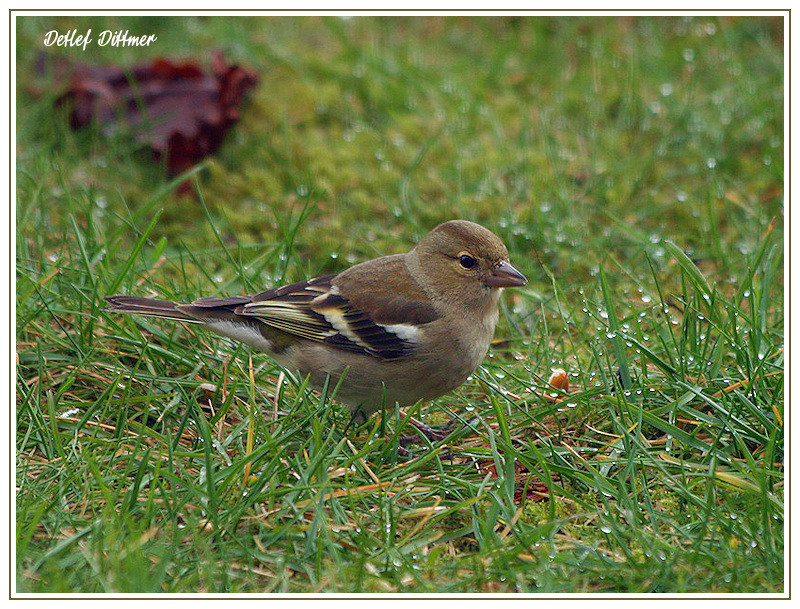 Buchfink (Weibchen)