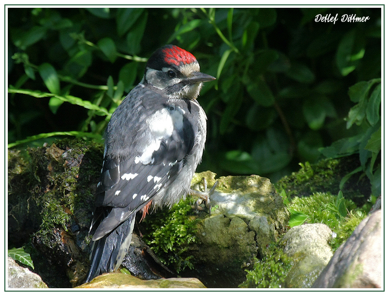 Buntspecht (Jungvogel Mnnchen)