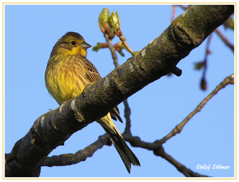 Goldammer (Weibchen)