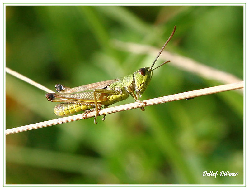 Gemeiner Grashpfer