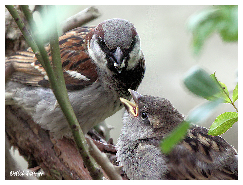 Haussperling mit Nachwuchs