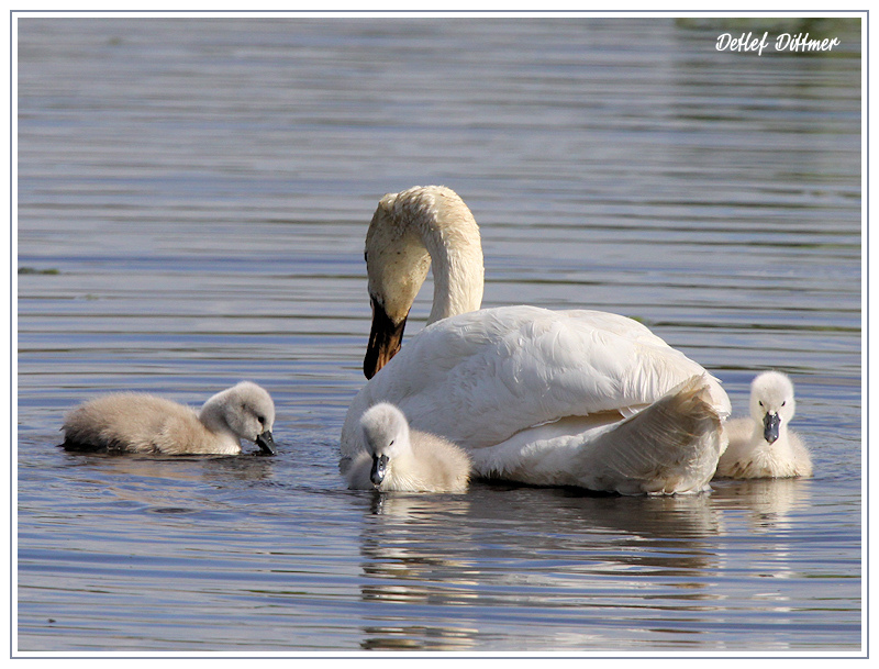 Hckerschwan mit Nachwuchs