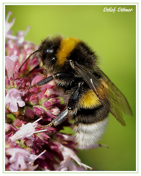 Erdhummel