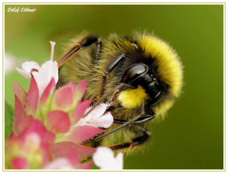 Wiesenhummel