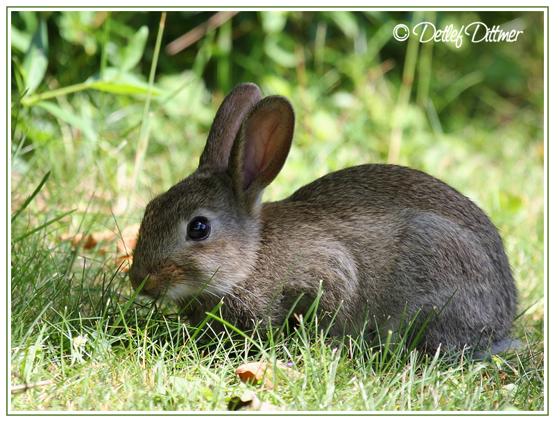 Wildkaninchen