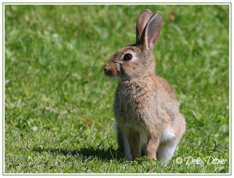 Wildkaninchen