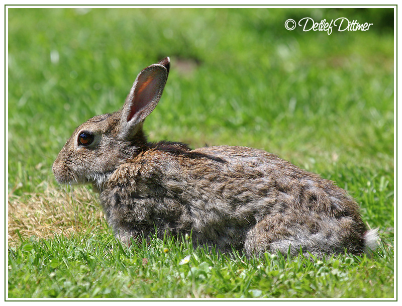 Wildkaninchen