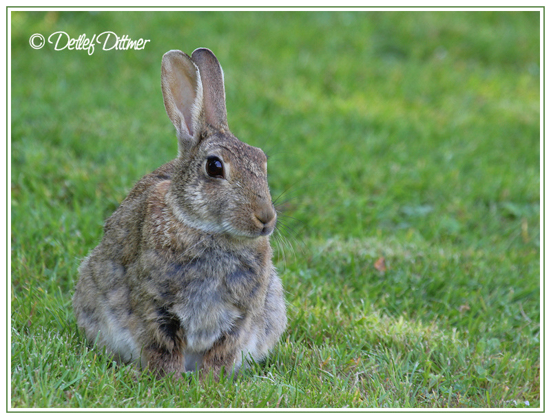 Wildkaninchen