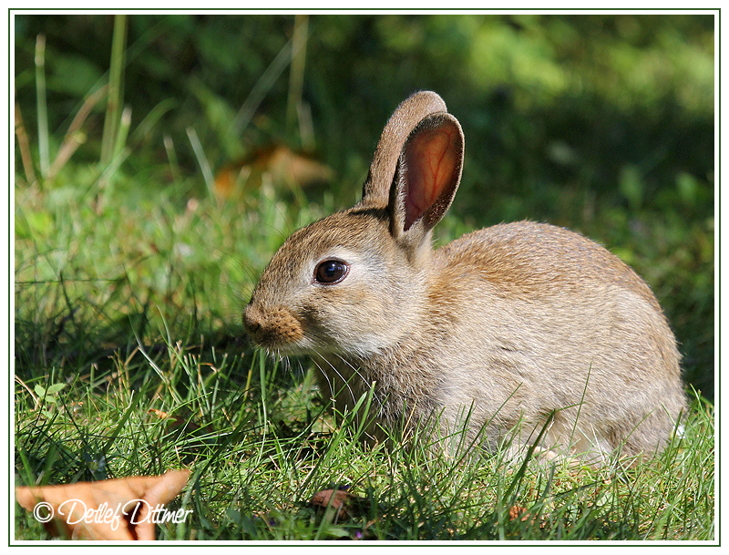 Wildkaninchen