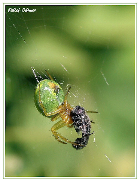 Vernderliche Krabbenspinne