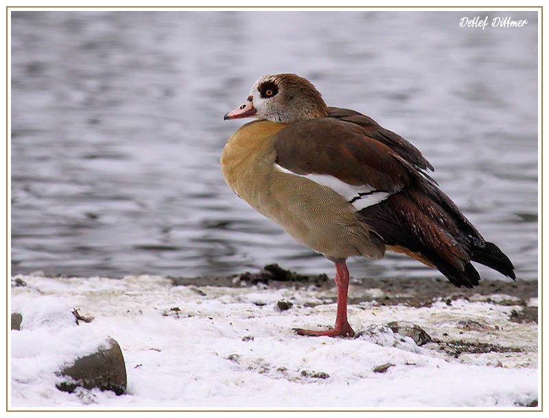 Nilgans