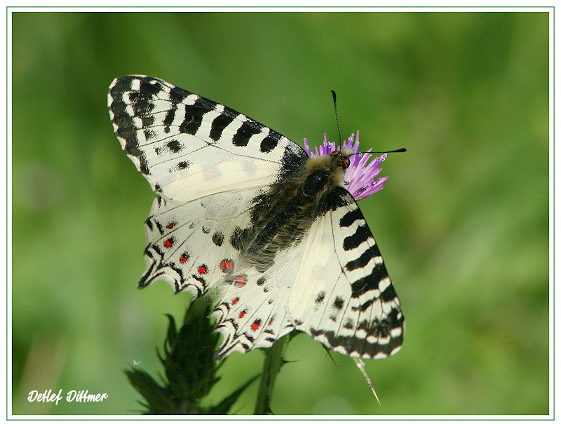 Osterluzeifalter