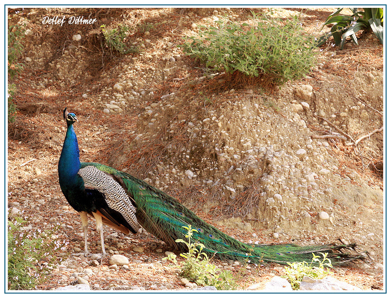 Pfau