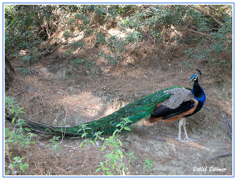 Pfau