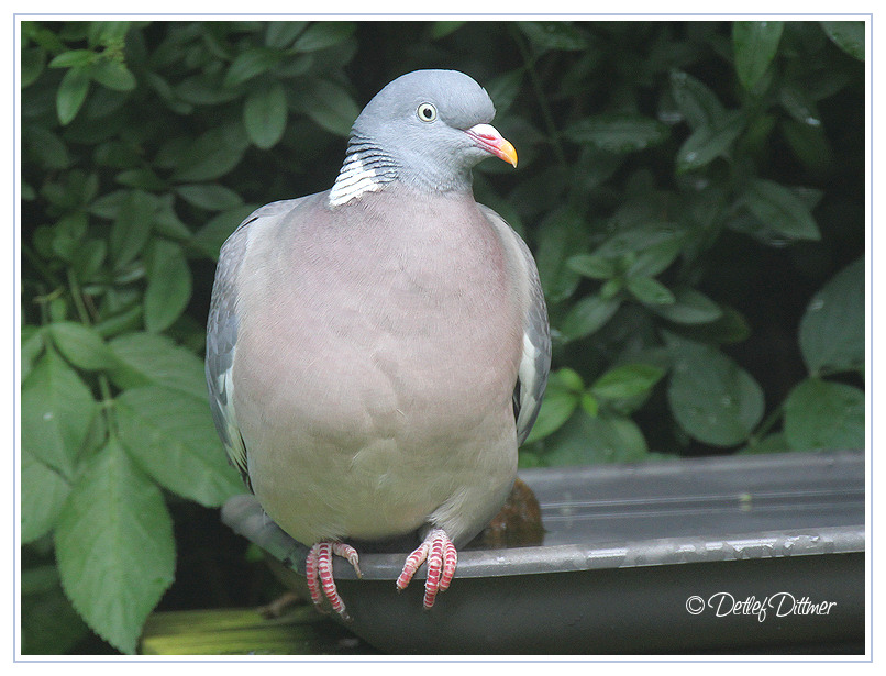 Ringeltaube