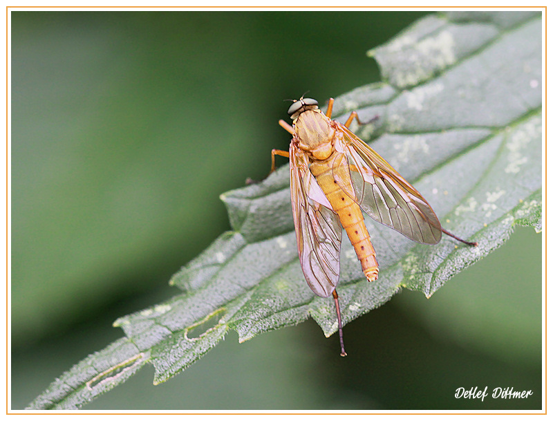 Goldgelbe Schnepfenfliege