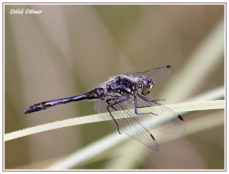 Schwarze Heidelibelle