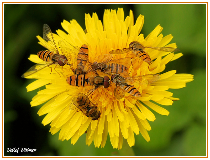Schwebfliege