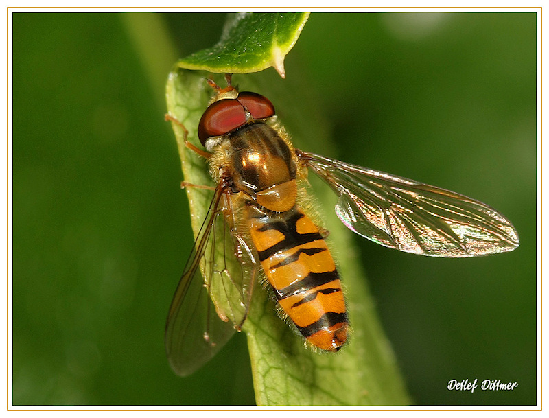 Hain-Schwebfliege