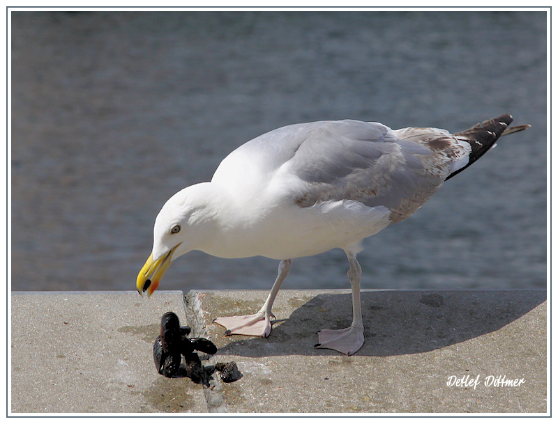 Eine Silbermwe frisst Miesmuscheln