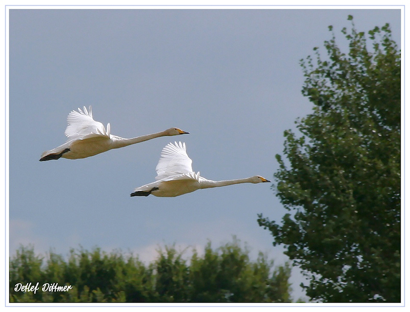 Singschwan