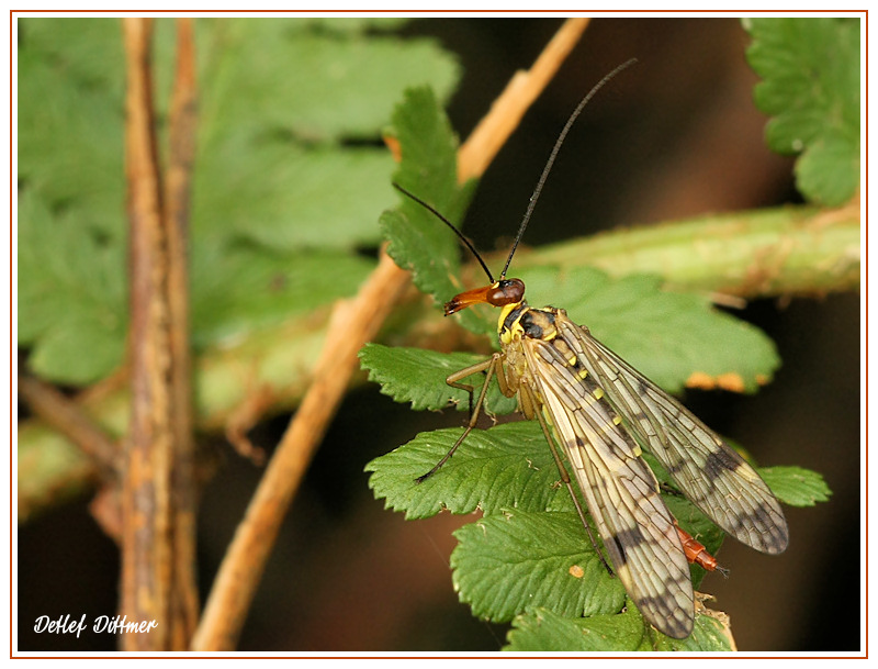 Skorpionsfliege