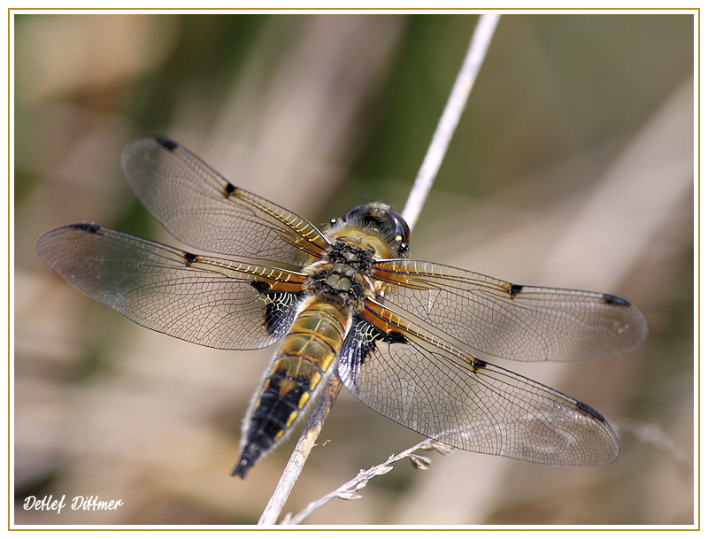 Vierfleck-Libelle