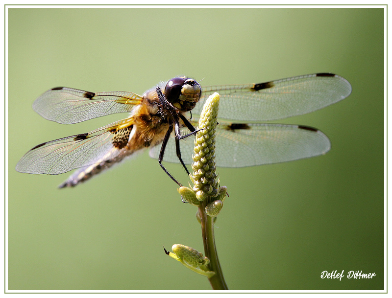 Vierfleck-Libelle